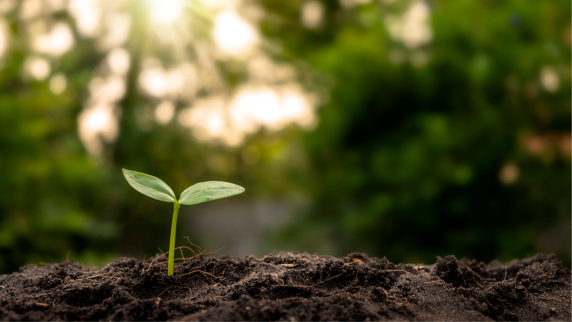 Sustainability